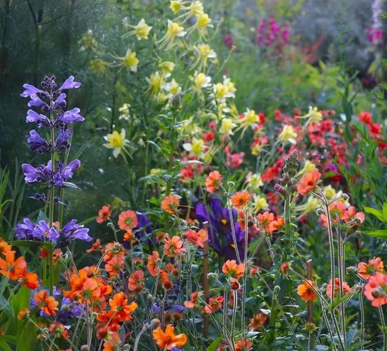 Patthana Garden, wildflower garden. 