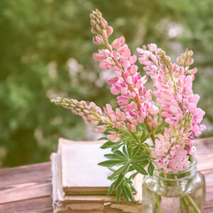 Pink lupine flowers in a glass jar next to old books.
