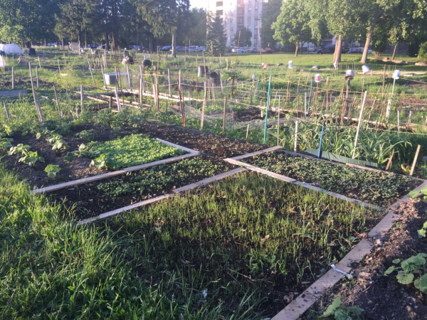community garden