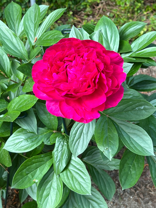 fuchsia peony.