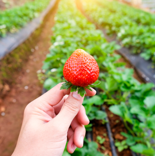 A hand holding a strawberry in a strawberry field.