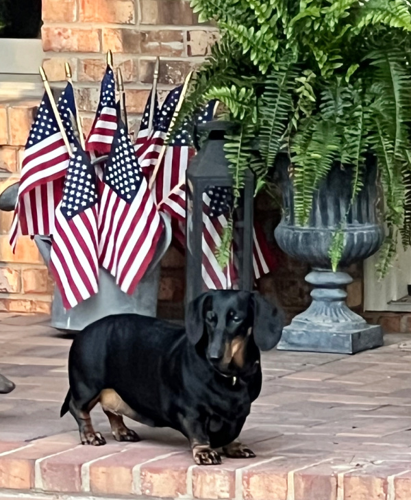 Black and Tan dachshund standing on a brick porch with a bunch of American flags and a fern in the background. 