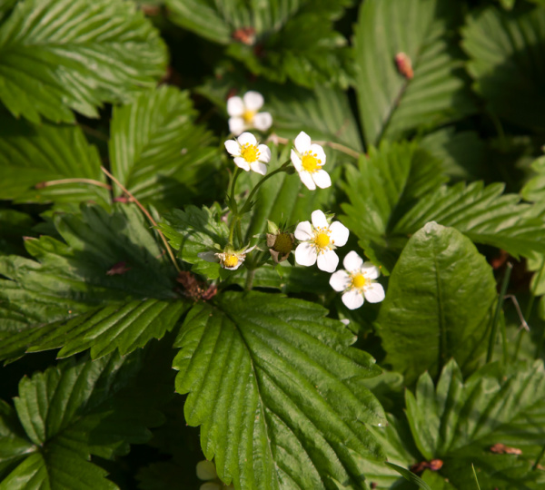 strawberry plants with green leaves and white flowers with yellow centers. 