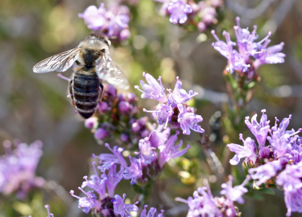 bee on purple flowers
