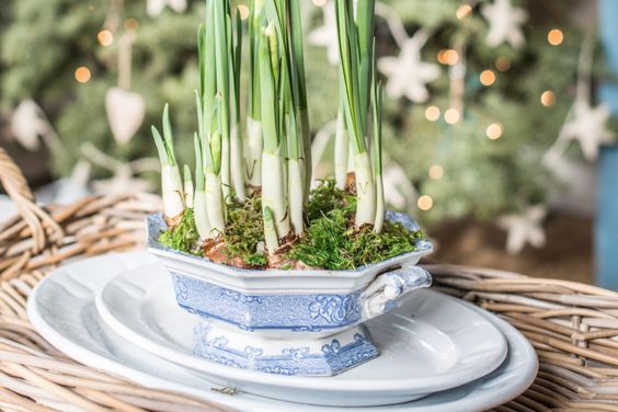 paper white flowers in a vintage blue and white serving dish. 