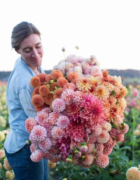 Woman holding a huge bouquet of colorful flowers, Floret Flower Farm. 