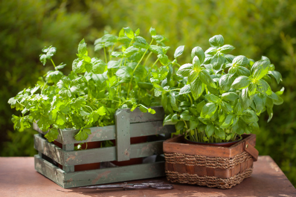 fresh herbs in a basket, summer hostess gifts. 