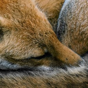 Sleeping fox. 