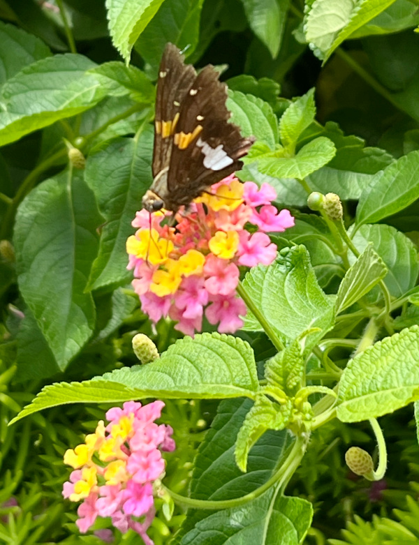 butterfly on a flower.