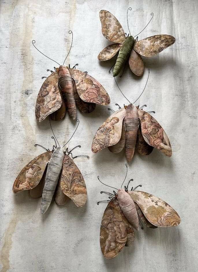 Larysa bernhardt moth.