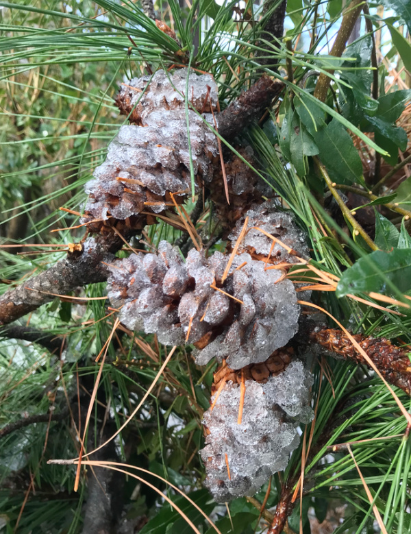 Pinecones encased in ice.