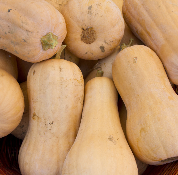 butternut squash.