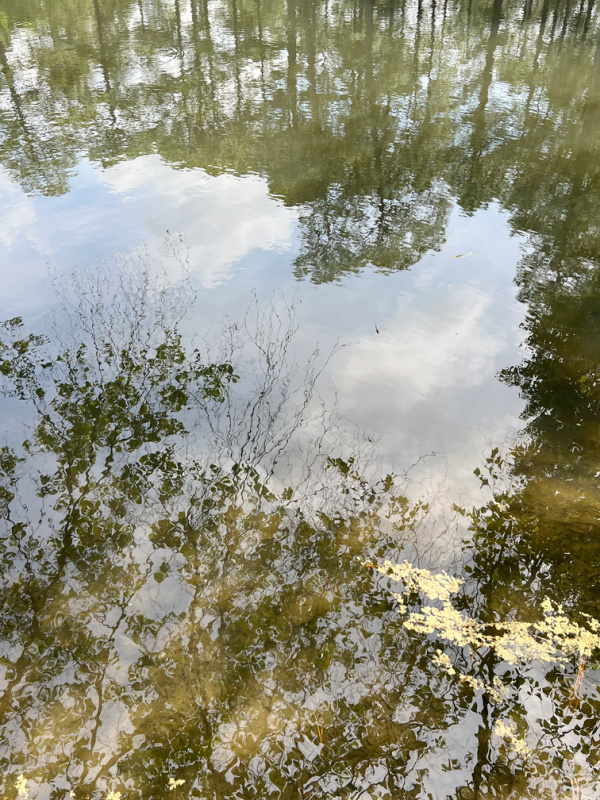Reflections of trees on water Monday Musings.