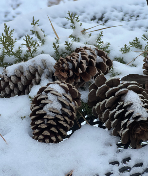 pinecones in the snow,