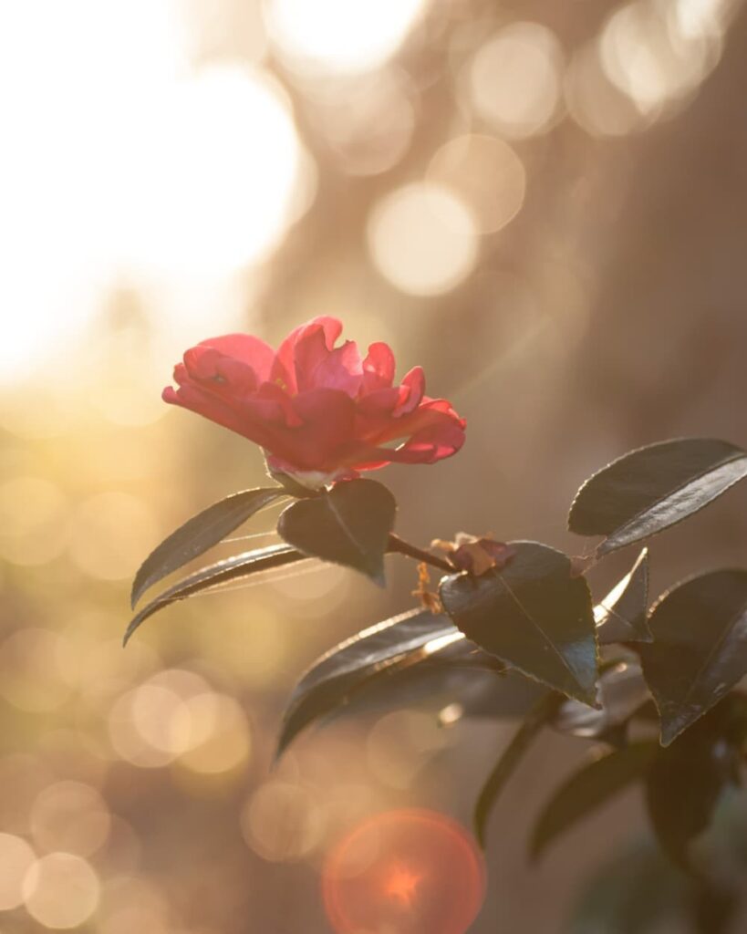 Monday Musings Camellia Flower. 