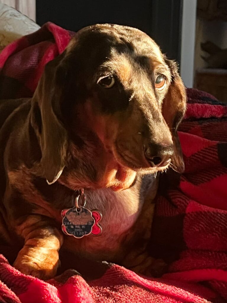 Dachshund pup in the morning light