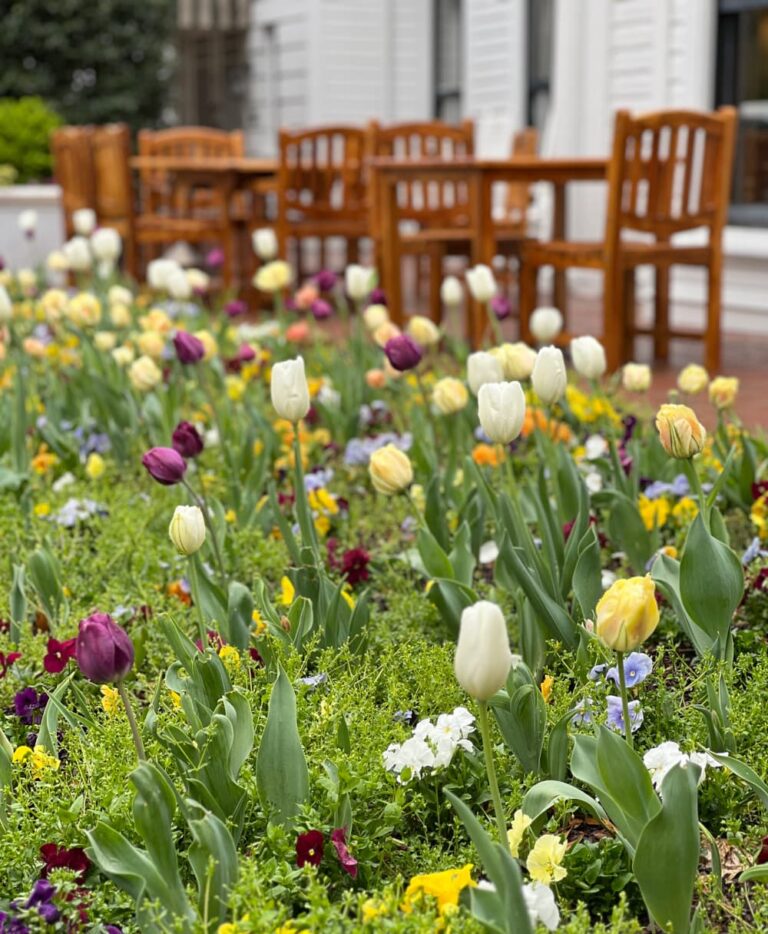 Friday Favorites Tulips and pansies.