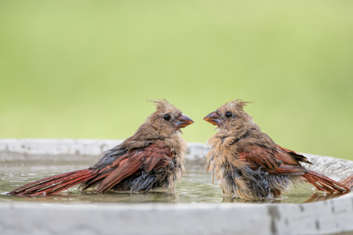 baby cardinals in birdbath.