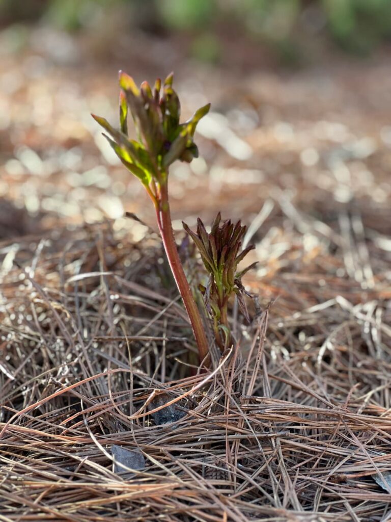 monday musings — peony buds unfurling from pine straw in spring garden