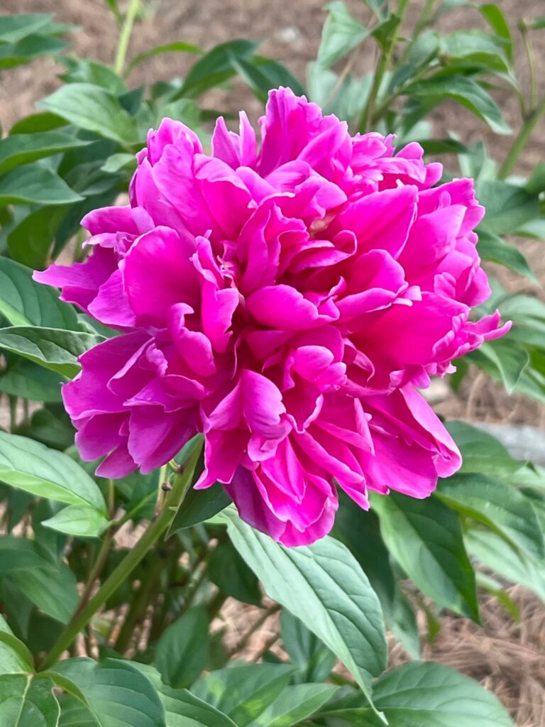 Pink peonies in bloom in the cottage garden at Pinecones and Acorns