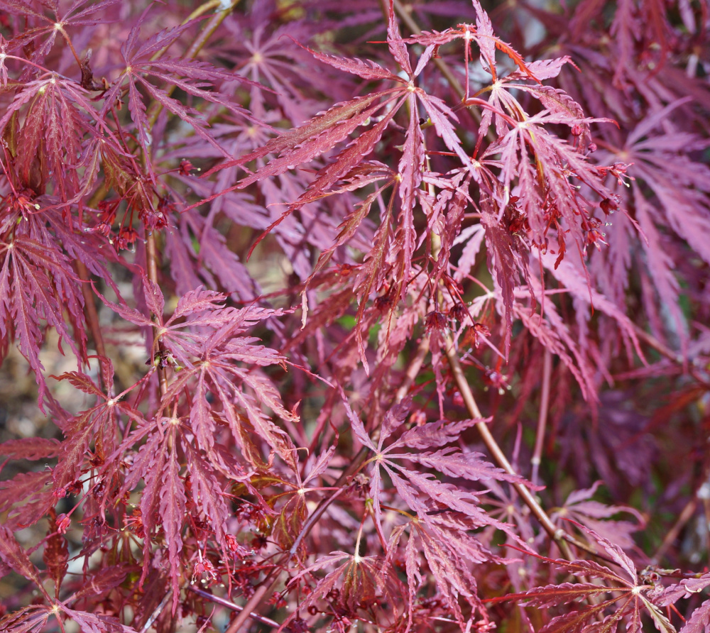 Japanese maple spring garden — the branch where the hummingbird dried his wings.