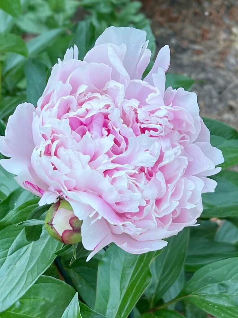 Large Pink peony with green leaves
