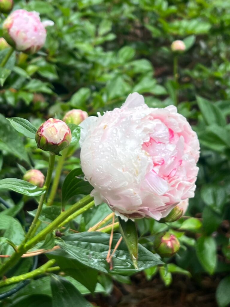 invisibility of older women Pink peony with rain drops