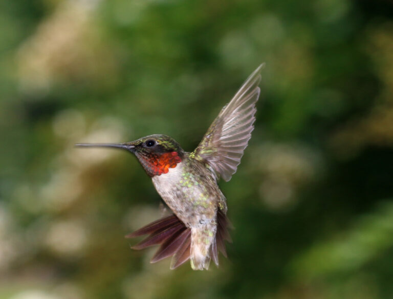 Ruby-Throated Hummingbird