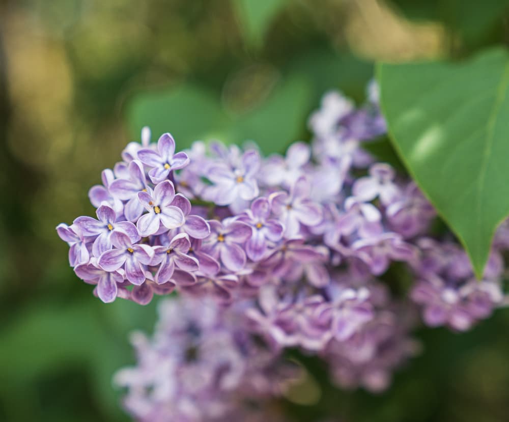 lilac blooms in spring — pale purple lilac flowers on a branch in soft morning light