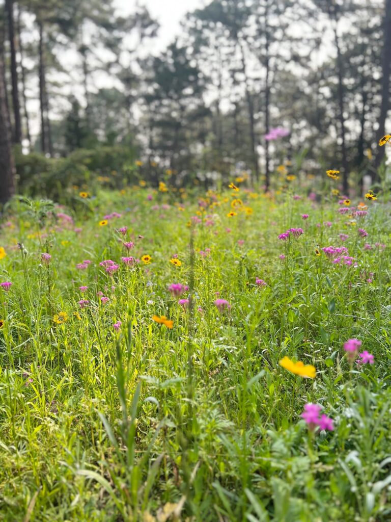 morning routine women over 50 —wildflowers in the circle
