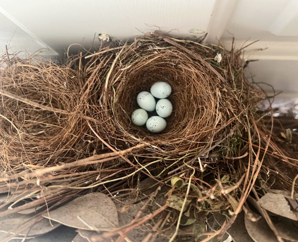 Monday Musings Wren nest spring