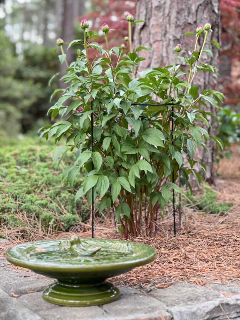 bird bath in NC garden morning