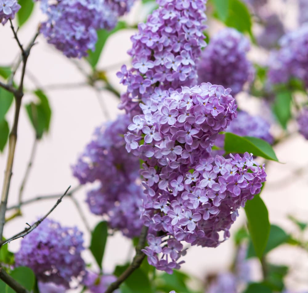 lilac tree in spring — pale purple lilac flowers on a branch in soft morning light