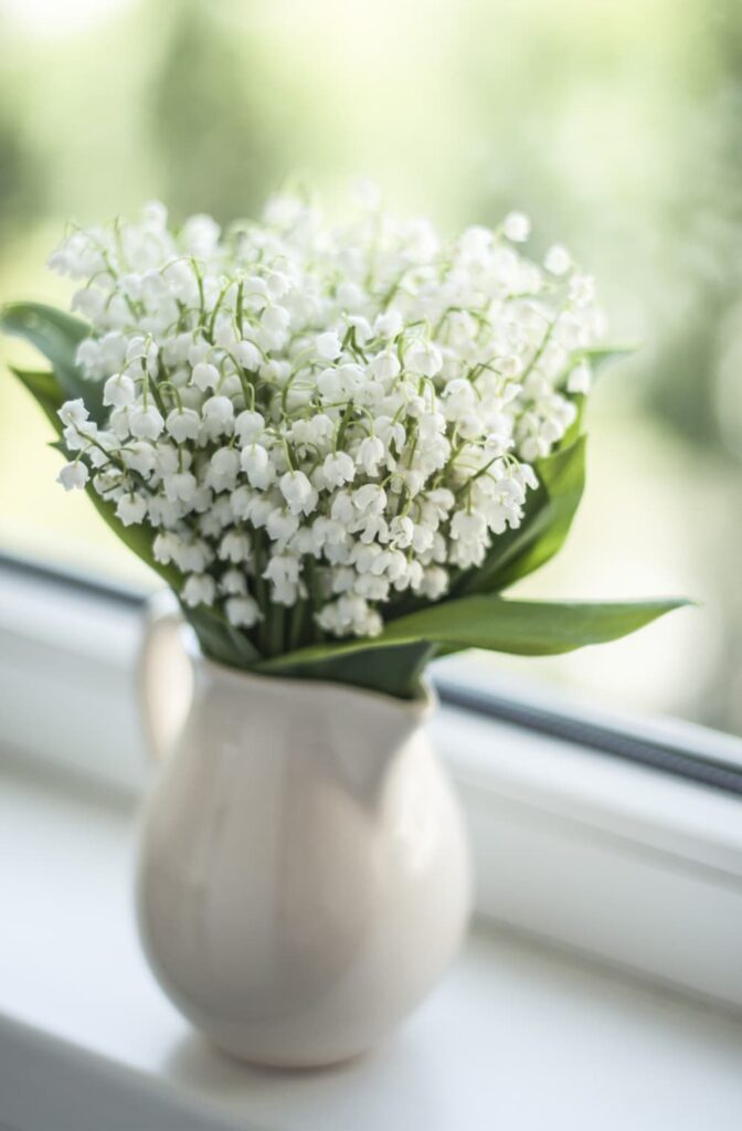 lily of the valley in a white vintage pitcher.