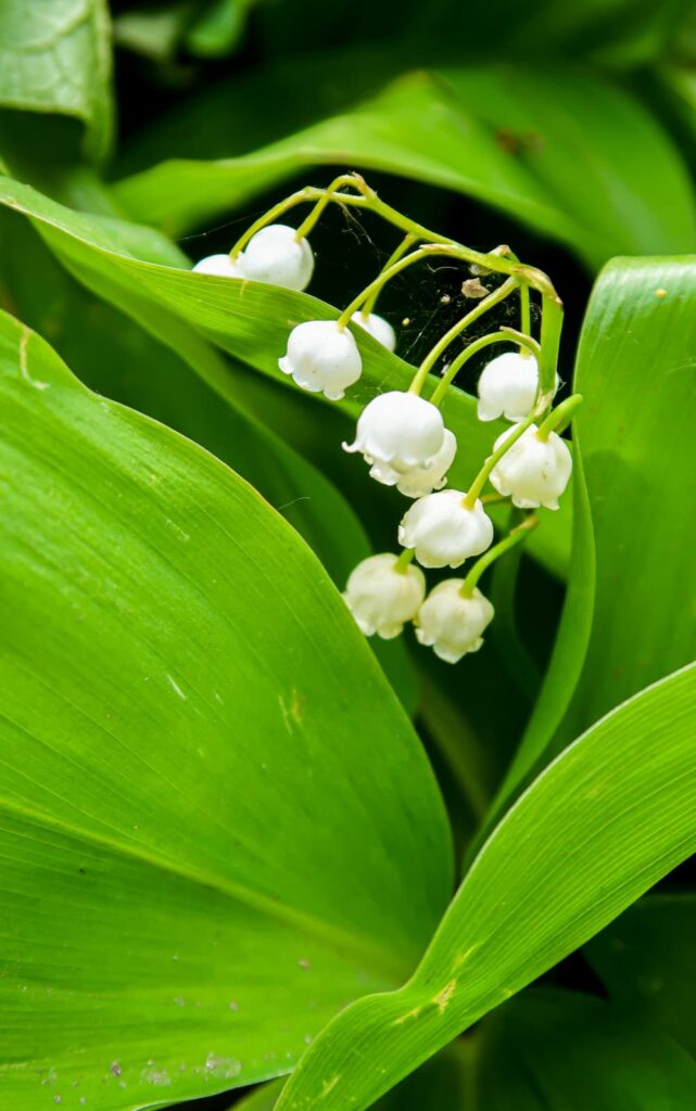 lily of the valley spring flowers — small white bells with yellow stamens among broad green leaves in a shaded garden corner