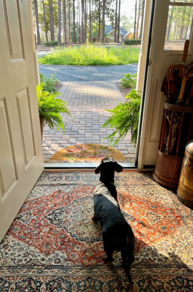morning routine women over 50~a look out the door at the wildflowers