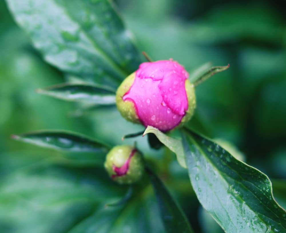 peony bud