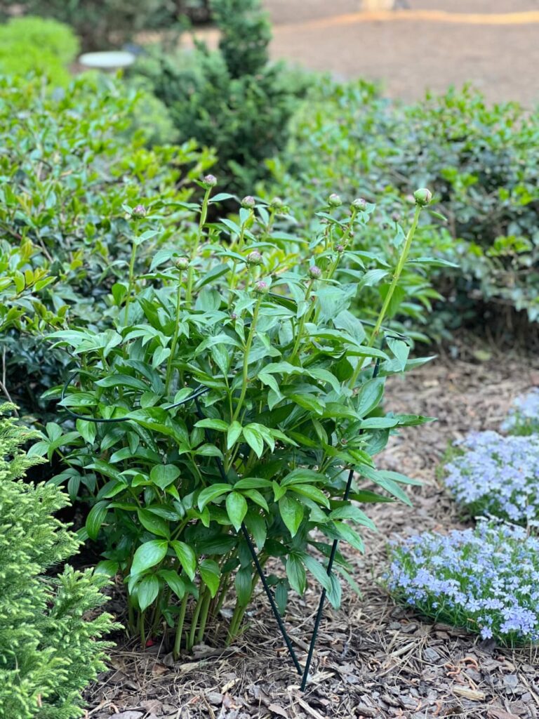 monday musings — pink peony buds emerging in spring garden southern NC