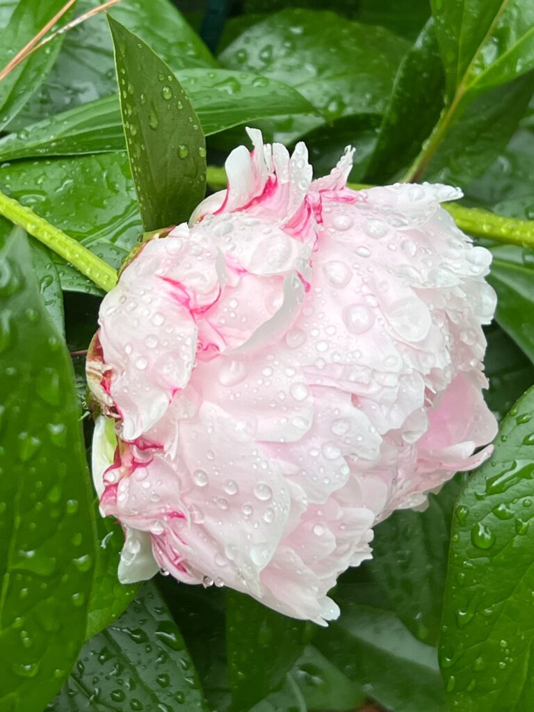 Monday Musings spring rain Southern Pines garden peonies
