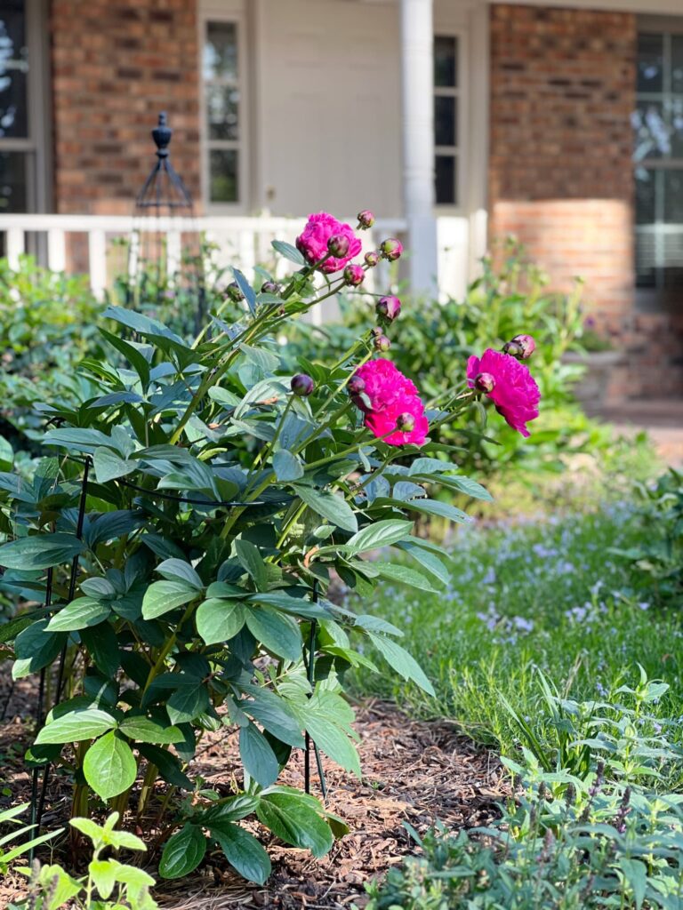 peonies in the front beds cottage garden