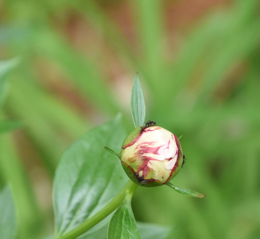 hummingbird garden spring — peony buds in afternoon light in a Southern Pines garden