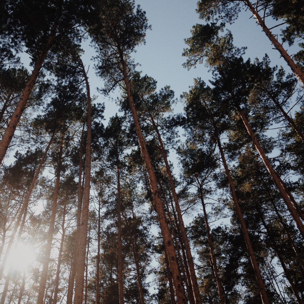 intentional morning after 50 — the view from the window before the day begins, pines and early light in North Carolina.