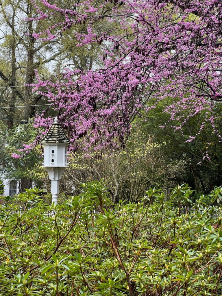 Afternoon Walk for Mental Health , whit house with a white bird house.