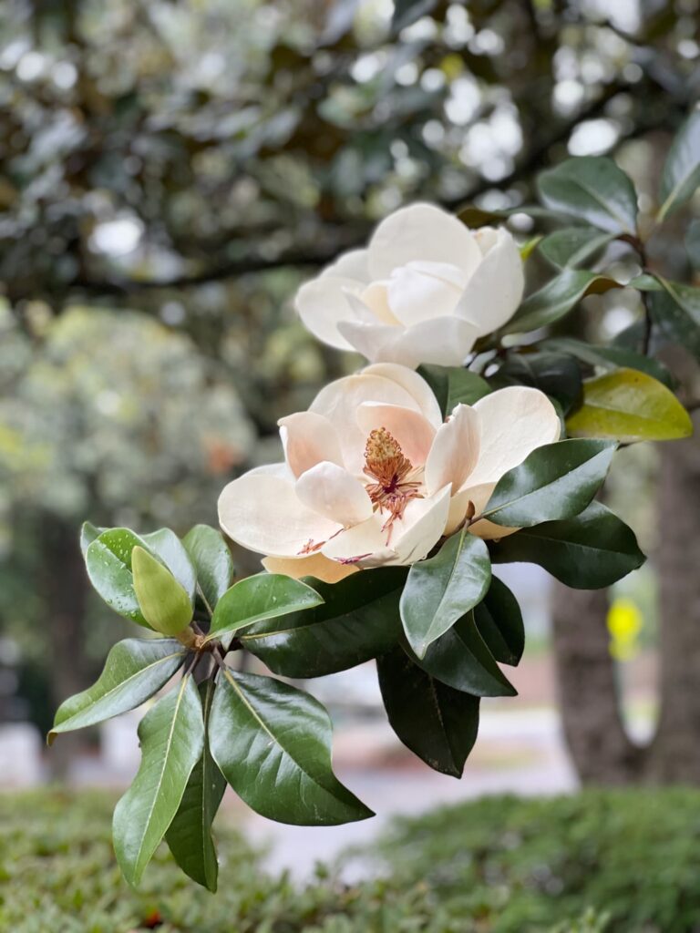 Magnolia flowers