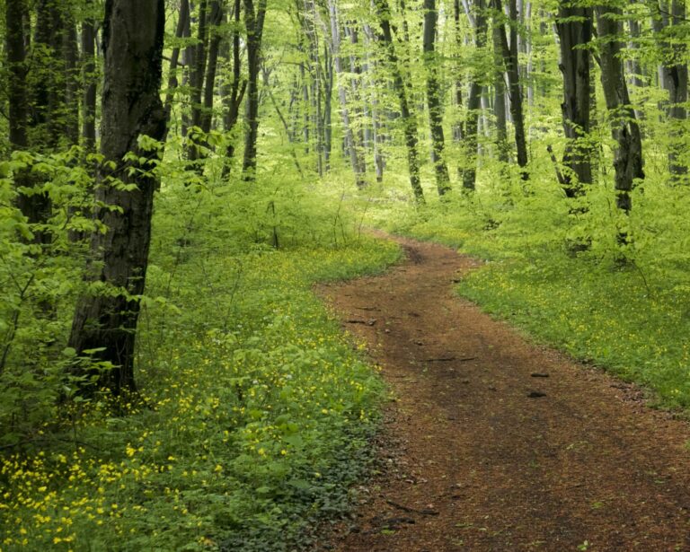 Self care walking trail