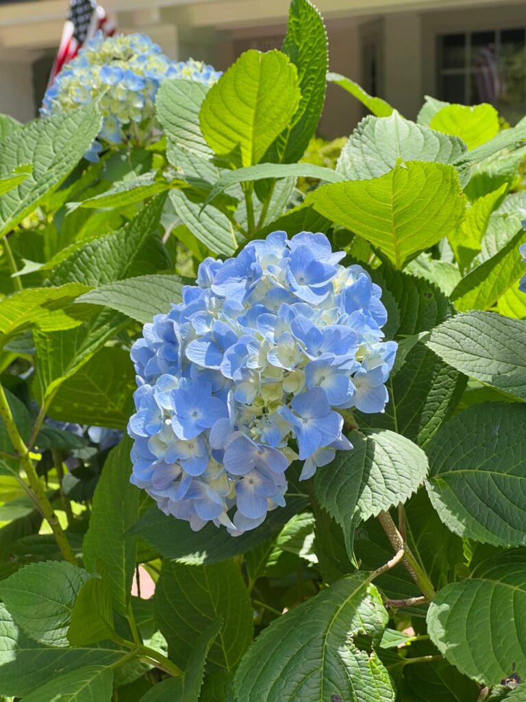 blue hydrangeas in June
