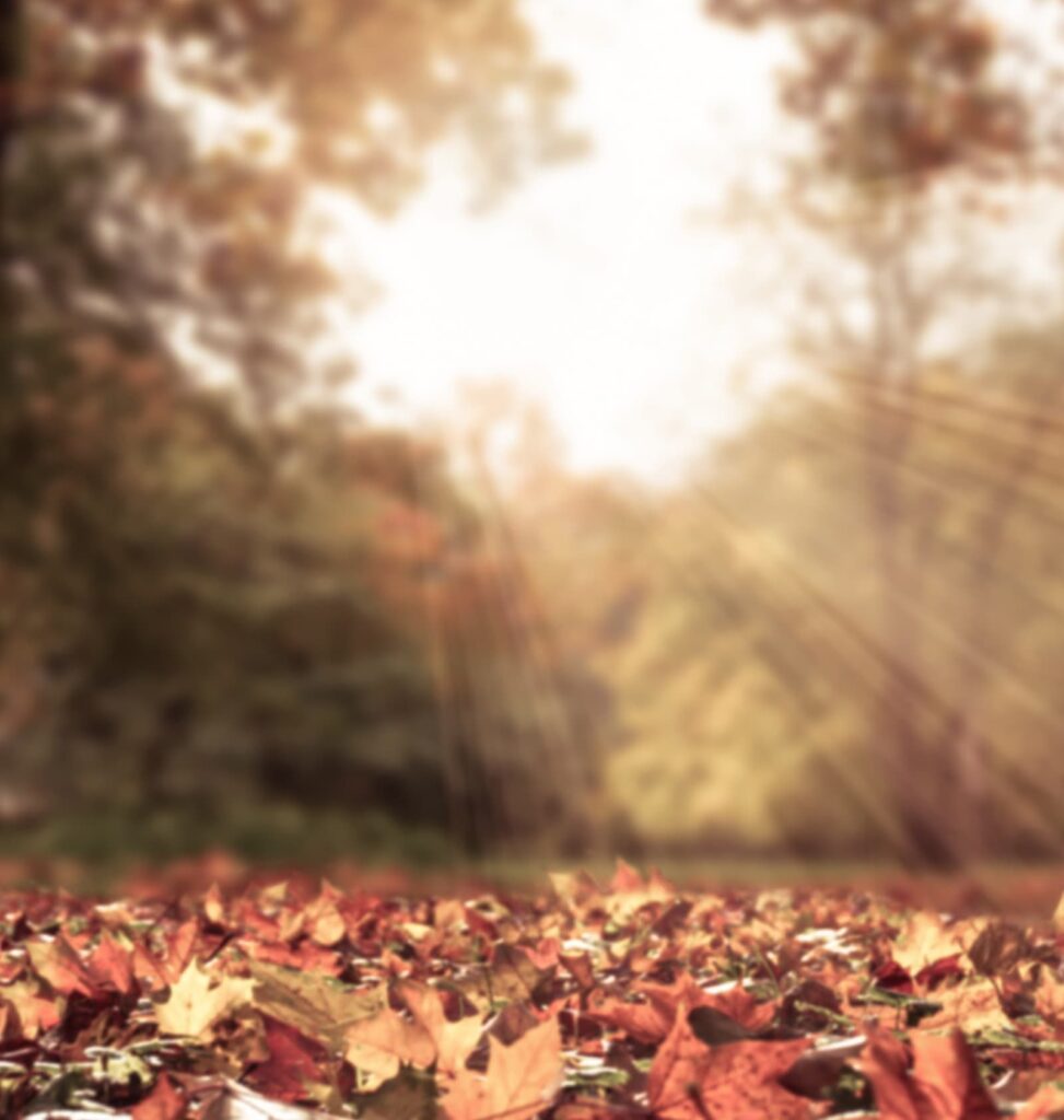 fall leaves with sun rays