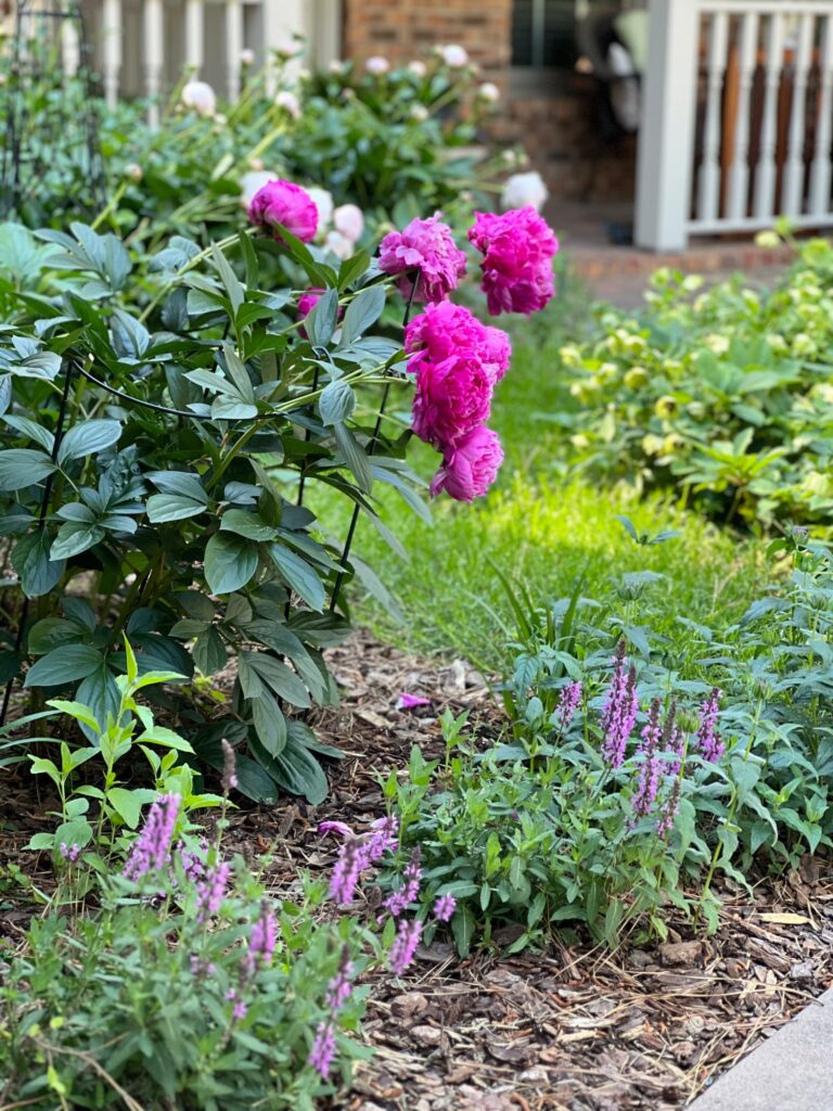 monday musings no 281 — rainy weekend peonies and kentucky derby