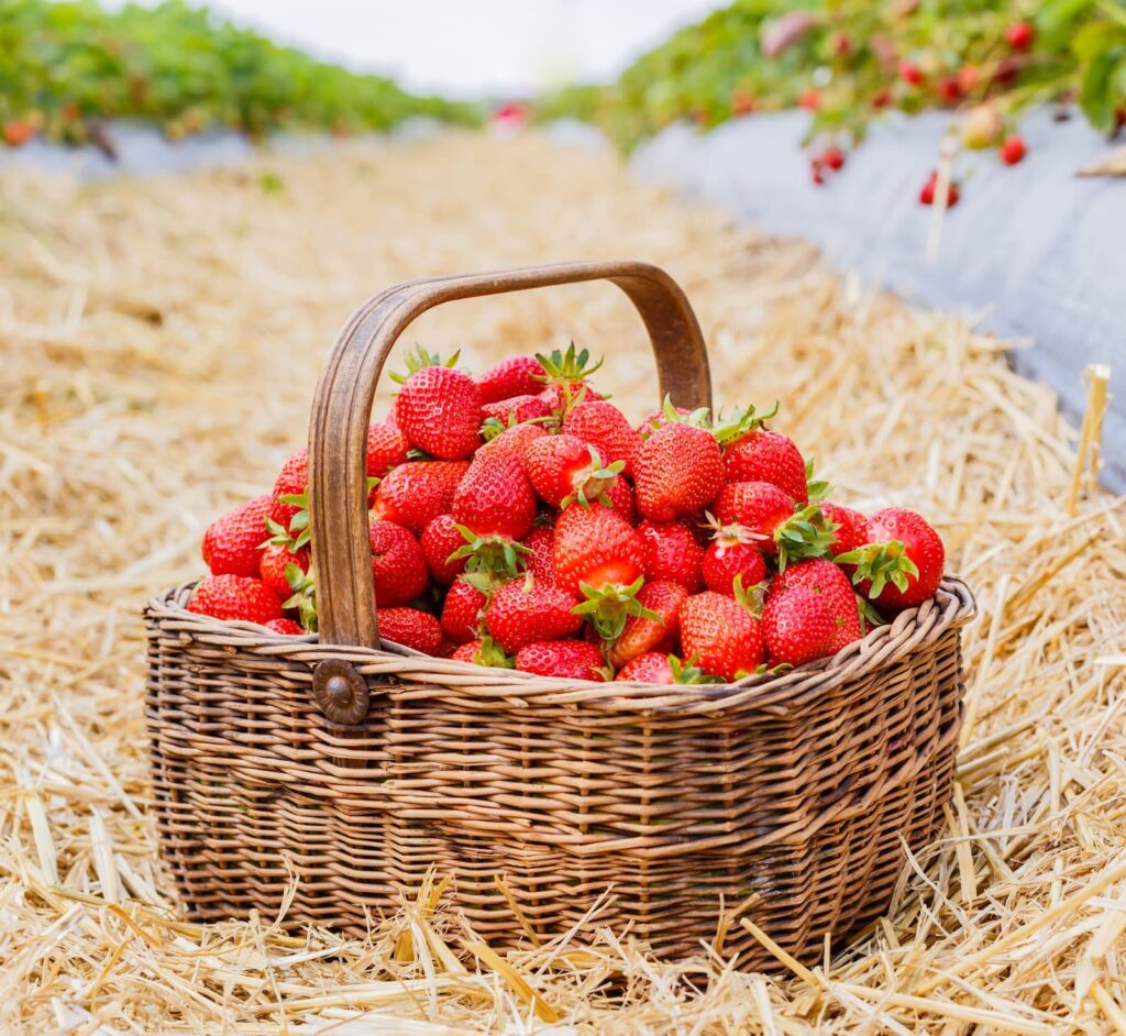 strawberries in a brown wicker basket in a field