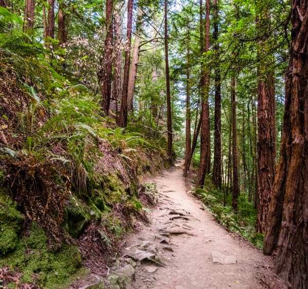 Spring self care ideas-a walking trail in a forest